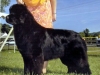 chelly_show_crop