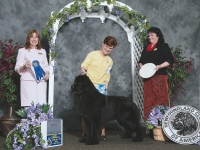 dali-southshore-newfoundlands