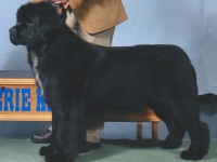 jovie-newfoundland-erie