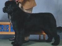 jovie-ssn-2