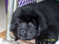 lolapuppy