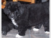 chalupa_7_weeks_old