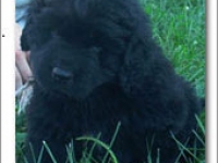 jake2