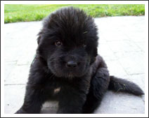 Newfie Puppy - Miss White at four weeks old