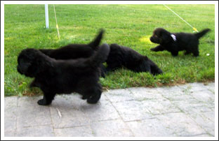 Newfies Puppies Taking a Run