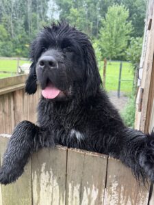 Nelson Available for Adoption - 2026