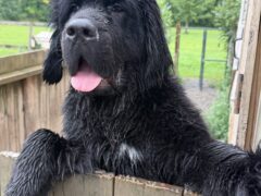 Adopt Nelson