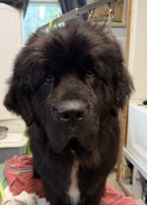 Nelson Available for Adoption - 2026