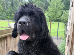 Nelson Available for Adoption
